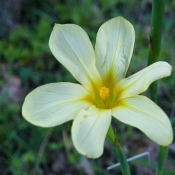 Moraea flaccida unspecified picture