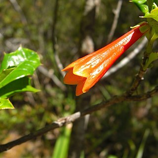 Desfontainia spinosa unspecified picture