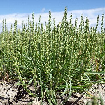 Plantago elongata unspecified picture