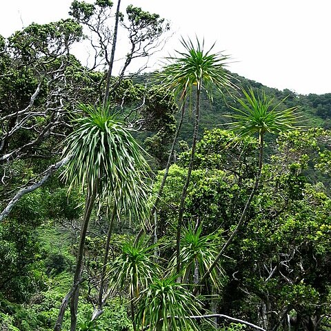 Dracaena halapepe unspecified picture