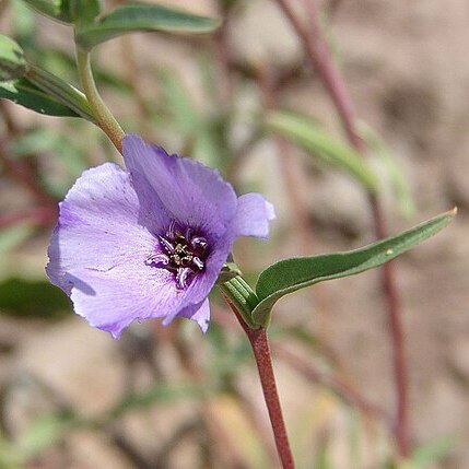 Clarkia tenella unspecified picture