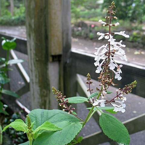 Phyllostegia mollis unspecified picture