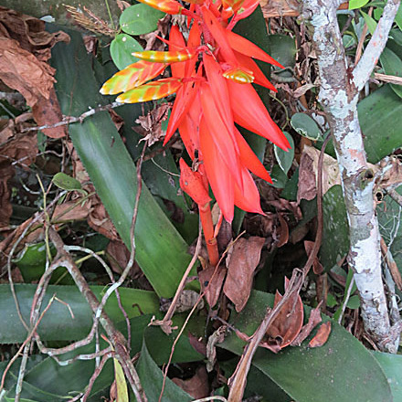 Aechmea retusa unspecified picture