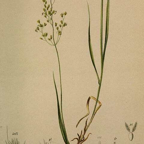 Agrostis agrostiflora unspecified picture