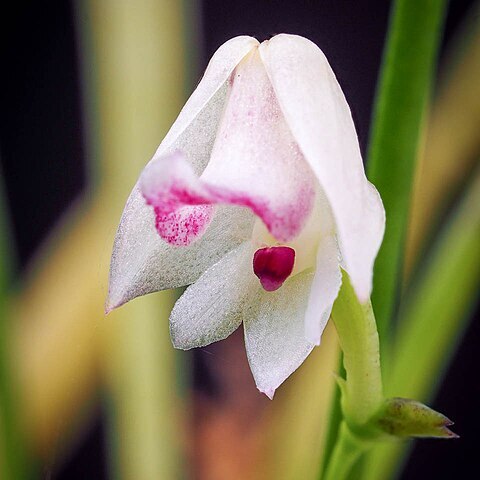 Polystachya aconitiflora unspecified picture