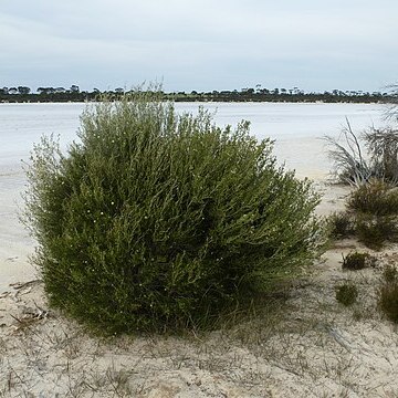 Melaleuca halophila unspecified picture