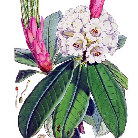 Rhododendron grande unspecified picture