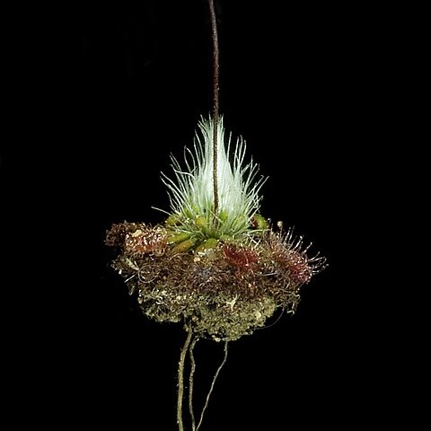 Drosera spilos unspecified picture