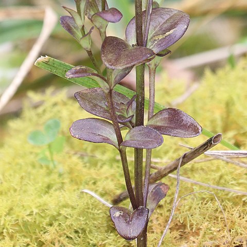 Gentianopsis contorta unspecified picture