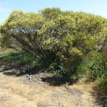 Melaleuca stereophloia unspecified picture