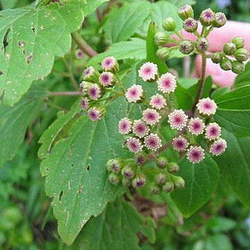 Ageratina unspecified picture