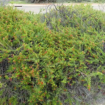 Eremophila glabra subsp. carnosa unspecified picture