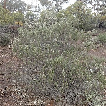 Eremophila psilocalyx unspecified picture