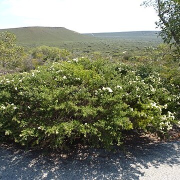 Melaleuca urceolaris unspecified picture