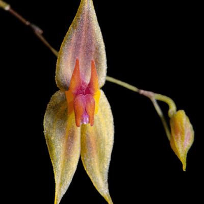 Lepanthes guanacasensis unspecified picture