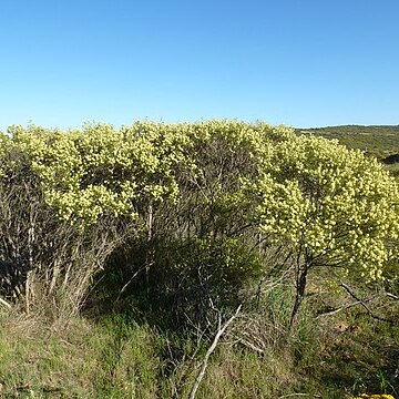 Melaleuca concreta unspecified picture