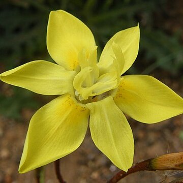 Moraea bituminosa unspecified picture