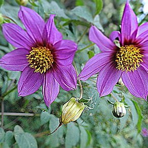 Dahlia tenuicaulis unspecified picture