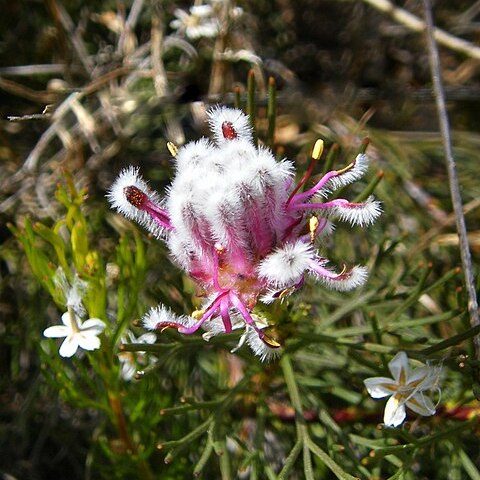 Serruria furcellata unspecified picture