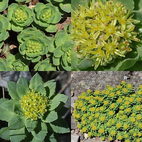 Rhodiola rosea unspecified picture