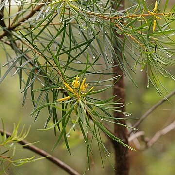 Persoonia virgata unspecified picture