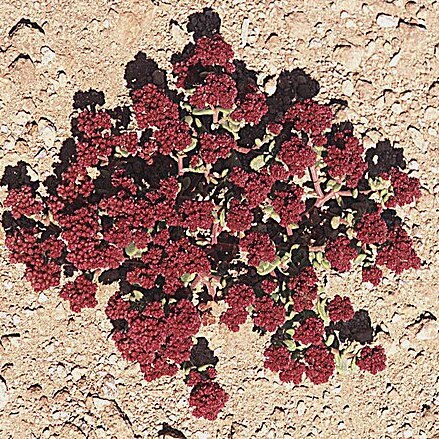 Cistanthe amarantoides unspecified picture