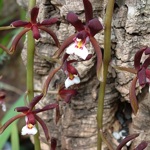 Cymbidium atropurpureum unspecified picture