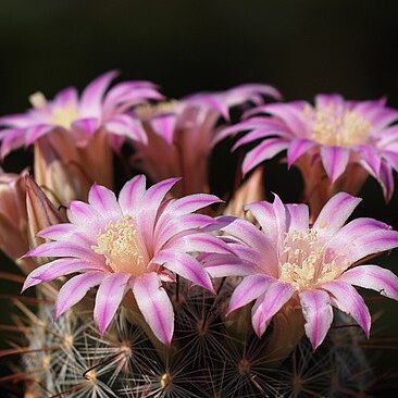 Mammillaria longiflora subsp. longiflora unspecified picture