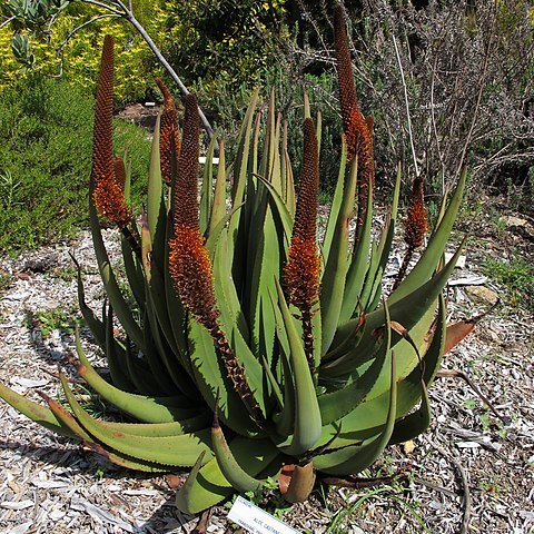 Aloe castanea unspecified picture