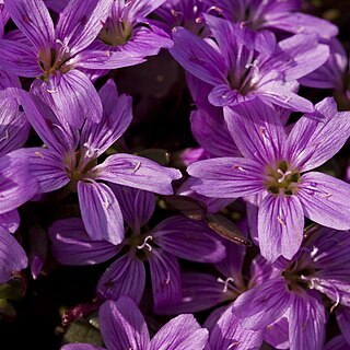 Claytonia scammaniana unspecified picture