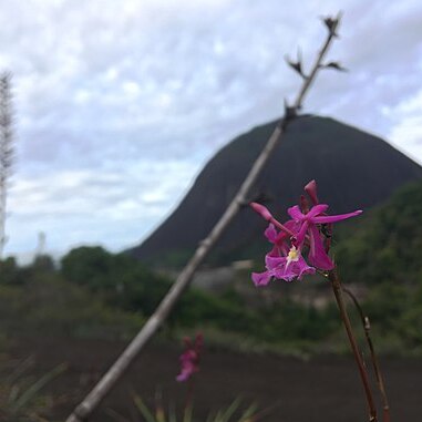 Epidendrum x gransabanense unspecified picture