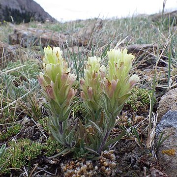 Castilleja pulchella unspecified picture