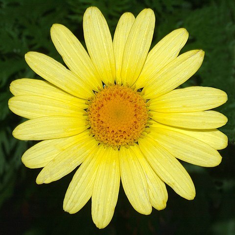 Argyranthemum unspecified picture