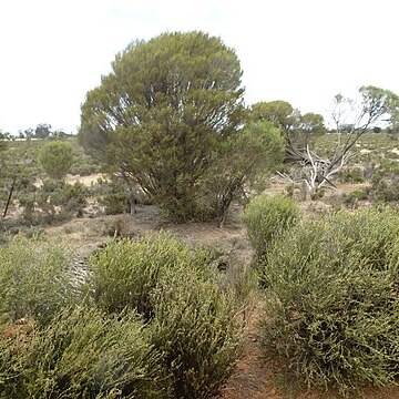 Melaleuca lateriflora unspecified picture