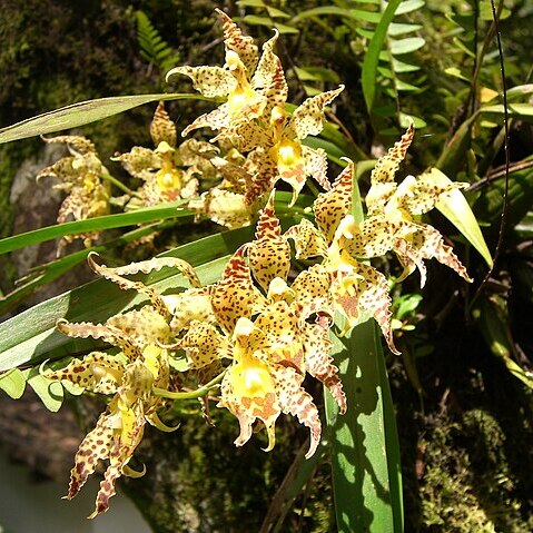 Oncidium praestanoides unspecified picture