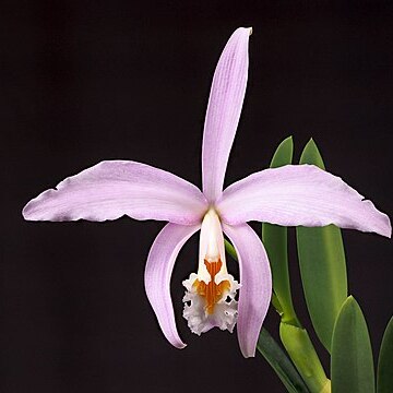 Cattleya jongheana unspecified picture