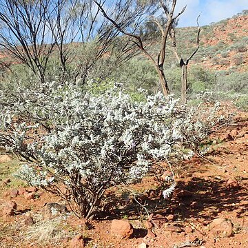 Eremophila conferta unspecified picture