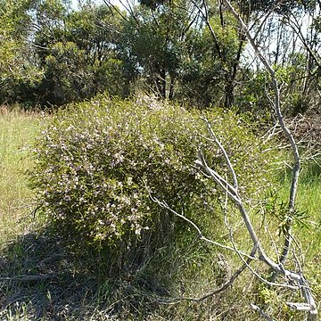 Melaleuca camptoclada unspecified picture