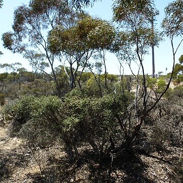 Melaleuca podiocarpa unspecified picture