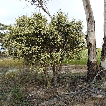 Melaleuca brophyi unspecified picture