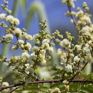 Senegalia polyphylla unspecified picture