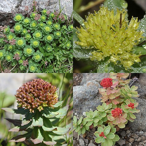 Rhodiola rosea unspecified picture