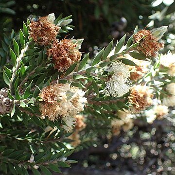 Melaleuca tortifolia unspecified picture