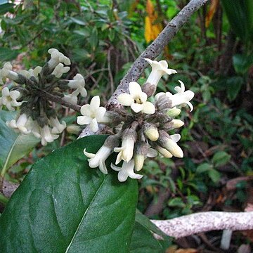 Pittosporum napaliense unspecified picture