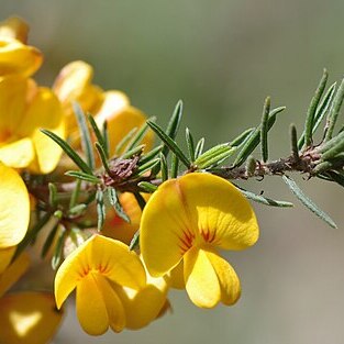 Pultenaea mollis unspecified picture