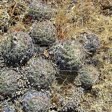 Coryphantha pallida unspecified picture