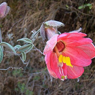 Passiflora trifoliata unspecified picture