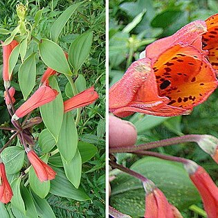 Bomarea acutifolia unspecified picture