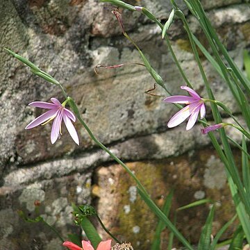 Hesperantha baurii unspecified picture