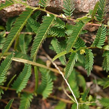 Chamaecrista pumila unspecified picture